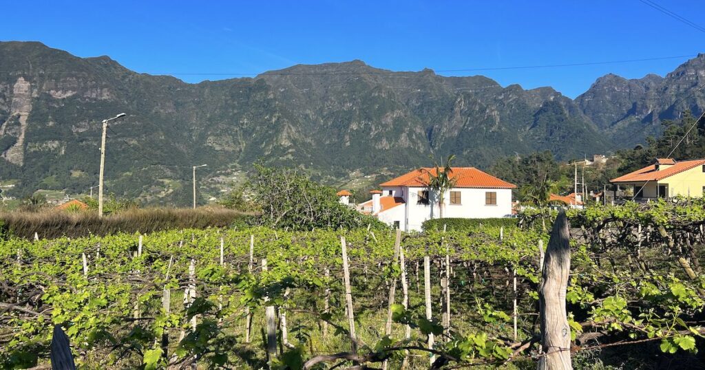 A small vineyard in front of mountains in Sao Vicente.
