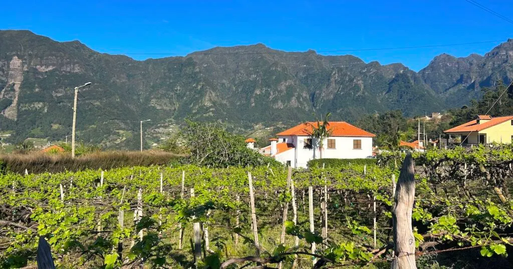 A small vineyard in front of mountains in Sao Vicente.