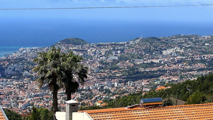 View over Funchal Old Town and the ocean from Levada dos Tornos, framed by two palm trees.