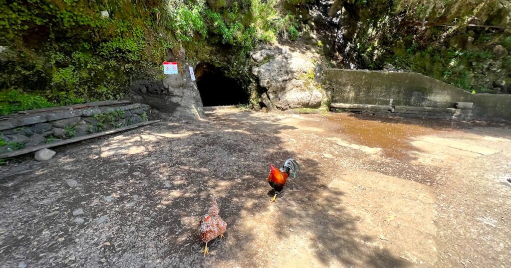 Two chickens walk excitedly towards the camera in front of a tunnel on Levada das Rabaças.