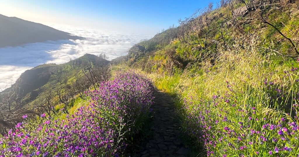 The PR12 mountain trail lined with purple wildflowers above a blanket of clouds in the valley below.
