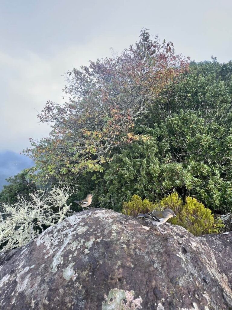 Two small birds perched on a lichen-covered rock surrounded by dense mountain vegetation.