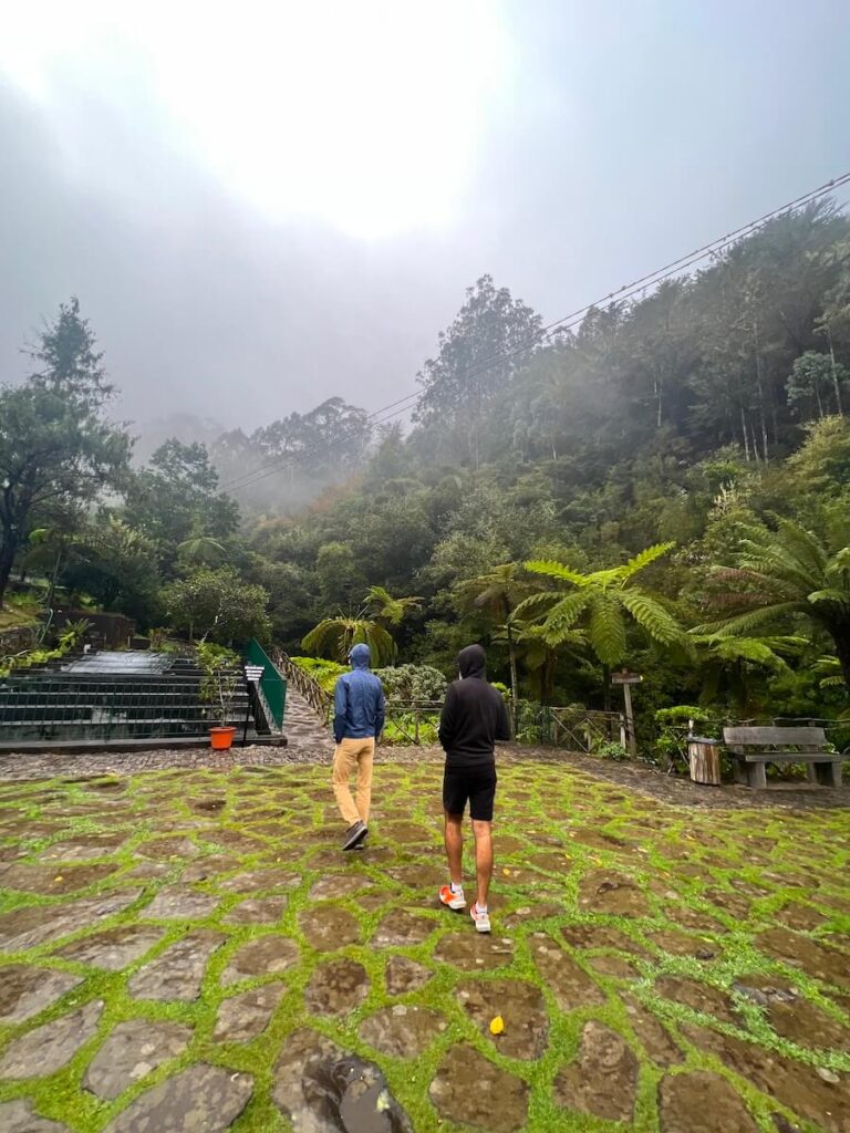 Two hikers walking through a lush, misty path with large tree ferns.