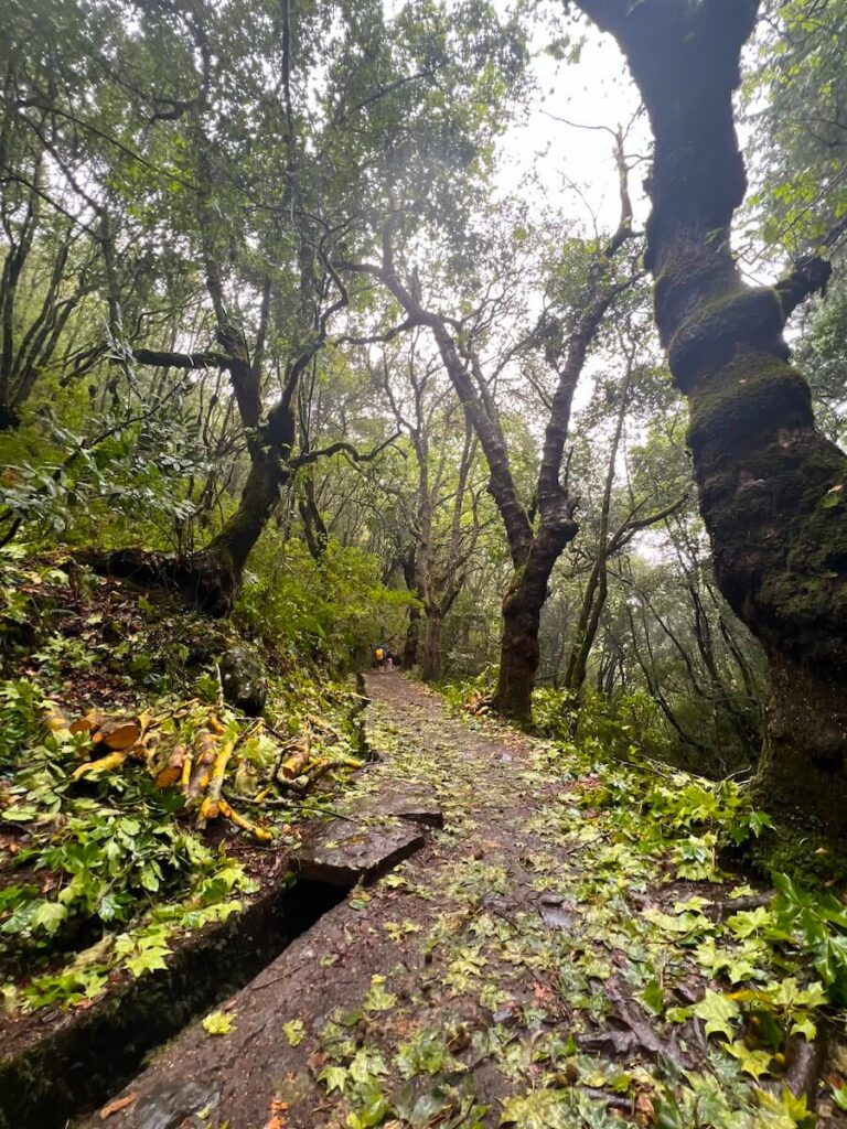 Wet hiking trail winding through dense laurel forest in Madeira.