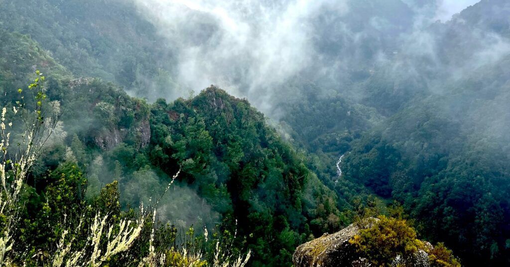 Mist rising through a deep, densely forested valley in Madeira with a stream visible below.