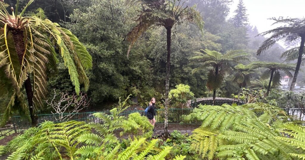 Woman walking among large tree ferns in a lush, misty Madeira forest.